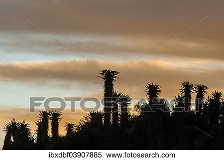 "Cape Aloe (Aloe ferox) at dusk, Baviaanskloof Nature Reserve, Eastern Cape, South Africa, Africa" View Large Photo Image Stock Photography - "Cape Aloe (Aloe ferox) at dusk, Baviaanskloof Nature Reserve, Eastern Cape, South Africa, Africa". Fotosearch