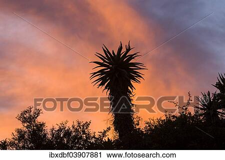 "Cape Aloe (Aloe ferox) at sunset, Baviaanskloof Nature Reserve, Eastern Cape, South Africa, Africa" View Large Photo Image Stock Image - "Cape Aloe (Aloe ferox) at sunset, Baviaanskloof Nature Reserve, Eastern Cape, South Africa, Africa". Fotosearch
