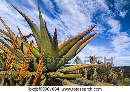"Cape Aloe (Aloe ferox), flowering, Baviaanskloof Nature Reserve, Eastern Cape, South Africa, Africa" View Large Photo Image Picture - "Cape Aloe (Aloe ferox), flowering, Baviaanskloof Nature Reserve, Eastern Cape, South Africa, Africa". Fotosearch