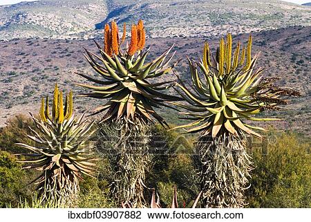"Cape Aloe (Aloe ferox), flowering, Baviaanskloof Nature Reserve, Eastern Cape, South Africa, Africa" View Large Photo Image Stock Image - "Cape Aloe (Aloe ferox), flowering, Baviaanskloof Nature Reserve, Eastern Cape, South Africa, Africa". Fotosearch