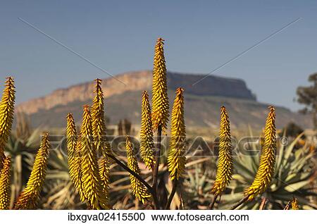 Stock Image - "Cape Aloe (Aloe ferox) in front of Gifberg or Poison Mountain, Vanrhynsdorp, Western Cape Province, South Africa, Africa". Fotosearch
