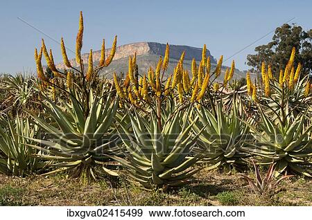 "Cape Aloe (Aloe ferox) in front of Gifberg or Poison Mountain, Vanrhynsdorp, Western Cape Province, South Africa, Africa" View Large Photo Image Stock Photo - "Cape Aloe (Aloe ferox) in front of Gifberg or Poison Mountain, Vanrhynsdorp, Western Cape Province, South Africa, Africa". Fotosearch