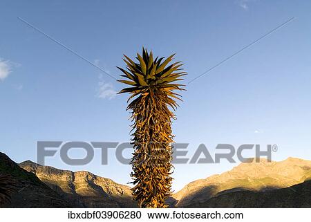 "Cape Aloe (Aloe ferox) in the morning light, Swartberg Mountains, Western Cape Province, South Africa, Africa" View Large Photo Image Stock Image - "Cape Aloe (Aloe ferox) in the morning light, Swartberg Mountains, Western Cape Province, South Africa, Africa". Fotosearch