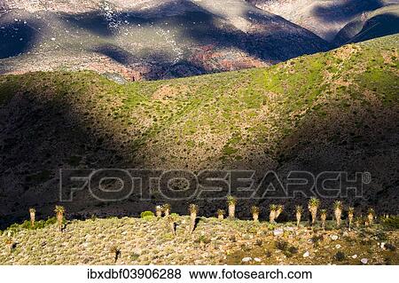 "Cape Aloe (Aloe ferox) in the morning light, in the Gamkaskloof Valley, Swartberg Mountains, Western Cape Province, South Africa, Africa" View Large Photo Image Stock Photo - "Cape Aloe (Aloe ferox) in the morning light, in the Gamkaskloof Valley, Swartberg Mountains, Western Cape Province, South Africa, Africa". Fotosearch