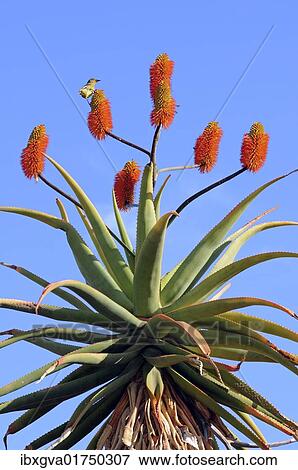 "Cape Aloe (Aloe ferox), Namaqualand, South Africa, Africa" View Large Photo Image Stock Photo - "Cape Aloe (Aloe ferox), Namaqualand, South Africa, Africa". Fotosearch