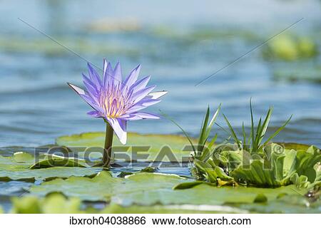"Cape Blue Water Lily (Nymphaea capensis), Mabamba swamps, Lake Victoria, Uganda, Africa" View Large Photo Image Stock Photograph - "Cape Blue Water Lily (Nymphaea capensis), Mabamba swamps, Lake Victoria, Uganda, Africa". Fotosearch