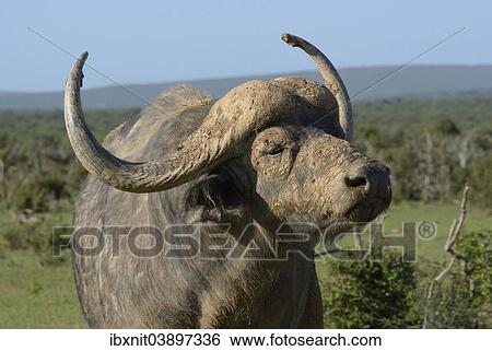 "Cape Buffalo (Syncerus caffer), Addo Elephant National Park, Eastern Cape, South Africa, Africa" View Large Photo Image Stock Photograph - "Cape Buffalo (Syncerus caffer), Addo Elephant National Park, Eastern Cape, South Africa, Africa". Fotosearch