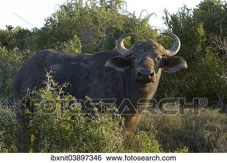 "Cape Buffalo (Syncerus caffer), Addo Elephant National Park, Eastern Cape, South Africa, Africa" View Large Photo Image Stock Photograph - "Cape Buffalo (Syncerus caffer), Addo Elephant National Park, Eastern Cape, South Africa, Africa". Fotosearch