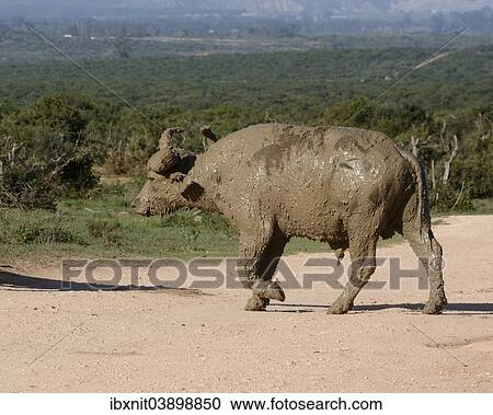 "Cape Buffalo (Syncerus caffer), after a mud bath, Addo Elephant National Park, Eastern Cape, South Africa, Africa" View Large Photo Image Stock Image - "Cape Buffalo (Syncerus caffer), after a mud bath, Addo Elephant National Park, Eastern Cape, South Africa, Africa". Fotosearch
