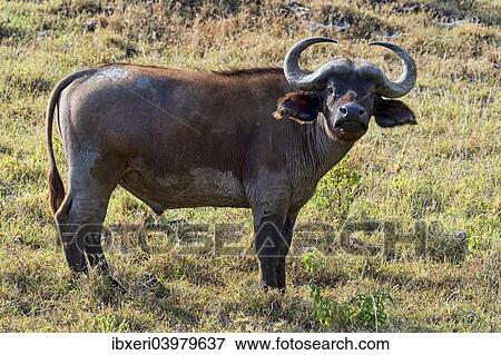 Stock Photo - "Cape buffalo (Syncerus caffer), Kenya, Africa". Fotosearch