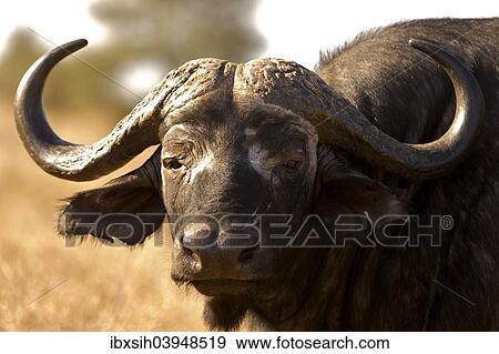 "Cape buffalo (Syncerus caffer), Kruger National Park, South Africa, Africa" View Large Photo Image Stock Photo - "Cape buffalo (Syncerus caffer), Kruger National Park, South Africa, Africa". Fotosearch