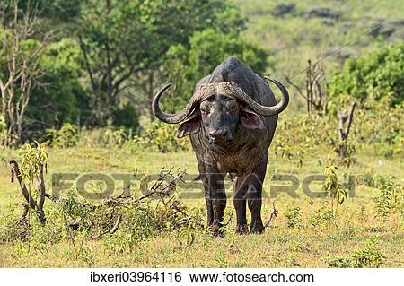 "Cape Buffalo (Syncerus caffer), Arusha, Tanzania, Africa" View Large Photo Image Stock Photograph - "Cape Buffalo (Syncerus caffer), Arusha, Tanzania, Africa". Fotosearch