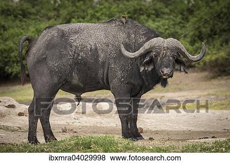 "Cape buffalo (Syncerus caffer) with two Red-billed Oxpecker (Buphagus erythrorhynchus) on head and back, Chobe National Park, Botswana, Africa" View Large Photo Image Stock Photo - "Cape buffalo (Syncerus caffer) with two Red-billed Oxpecker (Buphagus erythrorhynchus) on head and back, Chobe National Park, Botswana, Africa". Fotosearch
