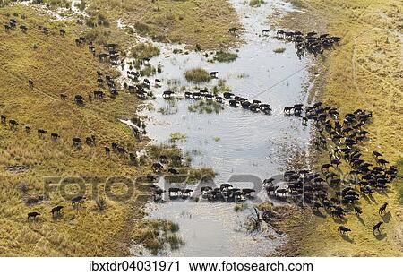 "Cape Buffaloes (Syncerus caffer caffer), crossing a marsh area, flying Cattle Egrets (Bubulcus ibis), Okavango Delta, Botswana, Africa" View Large Photo Image Stock Image - "Cape Buffaloes (Syncerus caffer caffer), crossing a marsh area, flying Cattle Egrets (Bubulcus ibis), Okavango Delta, Botswana, Africa". Fotosearch