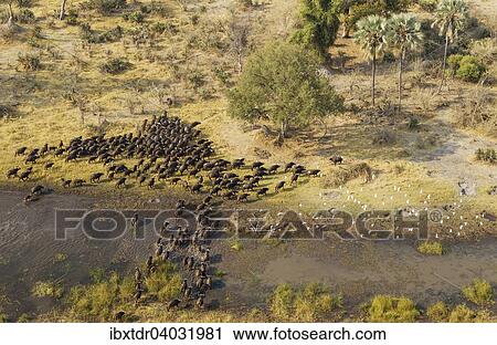 Stock Image - "Cape Buffaloes (Syncerus caffer caffer), crossing a marsh area, flying Cattle Egrets (Bubulcus ibis), Okavango Delta, Botswana, Africa". Fotosearch