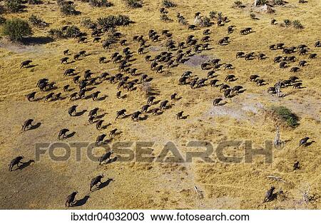 Stock Image - "Cape Buffaloes (Syncerus caffer caffer), roaming herd, Okavango Delta, Botswana, Africa". Fotosearch