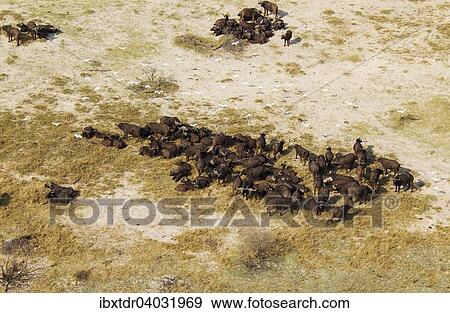 "Cape Buffaloes (Syncerus caffer caffer), resting herd, flying Cattle Egrets (Bubulcus ibis), Okavango Delta, Botswana, Africa" View Large Photo Image Stock Photo - "Cape Buffaloes (Syncerus caffer caffer), resting herd, flying Cattle Egrets (Bubulcus ibis), Okavango Delta, Botswana, Africa". Fotosearch