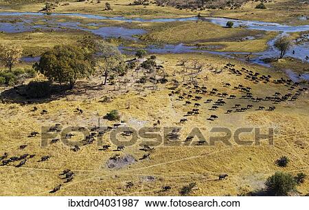 "Cape Buffaloes (Syncerus caffer caffer), roaming herd at the Gomoti River, Okavango Delta, Botswana, Africa" View Large Photo Image Stock Photo - "Cape Buffaloes (Syncerus caffer caffer), roaming herd at the Gomoti River, Okavango Delta, Botswana, Africa". Fotosearch