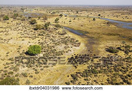 "Cape Buffaloes (Syncerus caffer caffer), herd at the Gomoti River, flying Cattle Egrets (Bubulcus ibis), Okavango Delta, Botswana, Africa" View Large Photo Image Stock Photograph - "Cape Buffaloes (Syncerus caffer caffer), herd at the Gomoti River, flying Cattle Egrets (Bubulcus ibis), Okavango Delta, Botswana, Africa". Fotosearch