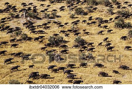 Stock Photograph - "Cape Buffaloes (Syncerus caffer caffer), roaming herd, Okavango Delta, Botswana, Africa". Fotosearch