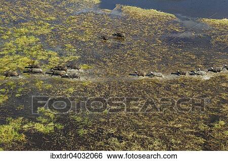 Stock Photograph - "Cape Buffaloes (Syncerus caffer caffer), roaming herd in a freshwater marsh, Okavango Delta, Botswana, Africa". Fotosearch