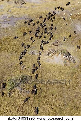 "Cape Buffaloes (Syncerus caffer caffer), roaming herd, flying Cattle Egrets (Bubulcus ibis), Okavango Delta, Botswana, Africa" View Large Photo Image Stock Photography - "Cape Buffaloes (Syncerus caffer caffer), roaming herd, flying Cattle Egrets (Bubulcus ibis), Okavango Delta, Botswana, Africa". Fotosearch