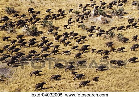 Stock Photography - "Cape Buffaloes (Syncerus caffer caffer), roaming herd, Okavango Delta, Botswana, Africa". Fotosearch