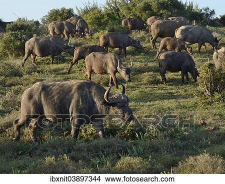 "Cape Buffalos (Syncerus caffer), Addo Elephant National Park, Eastern Cape, South Africa, Africa" View Large Photo Image Picture - "Cape Buffalos (Syncerus caffer), Addo Elephant National Park, Eastern Cape, South Africa, Africa". Fotosearch