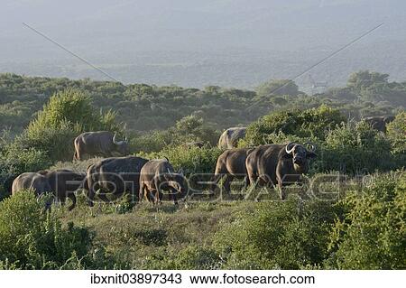 "Cape Buffalos (Syncerus caffer), Addo Elephant National Park, Eastern Cape, South Africa, Africa" View Large Photo Image Stock Image - "Cape Buffalos (Syncerus caffer), Addo Elephant National Park, Eastern Cape, South Africa, Africa". Fotosearch