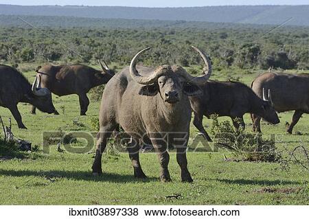 "Cape Buffalos (Syncerus caffer), Addo Elephant National Park, Eastern Cape, South Africa, Africa" View Large Photo Image Stock Photo - "Cape Buffalos (Syncerus caffer), Addo Elephant National Park, Eastern Cape, South Africa, Africa". Fotosearch