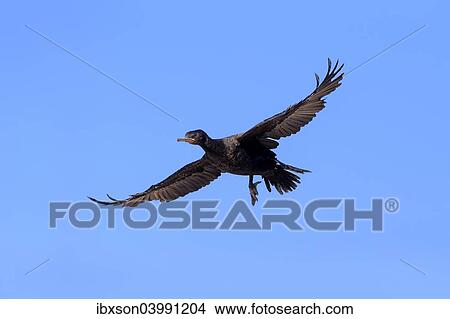 "Cape Cormorant or Cape Shag (Phalacrocorax capensis), adult flying, landing, Betty's Bay, Western Cape, South Africa, Africa" View Large Photo Image Picture - "Cape Cormorant or Cape Shag (Phalacrocorax capensis), adult flying, landing, Betty's Bay, Western Cape, South Africa, Africa". Fotosearch