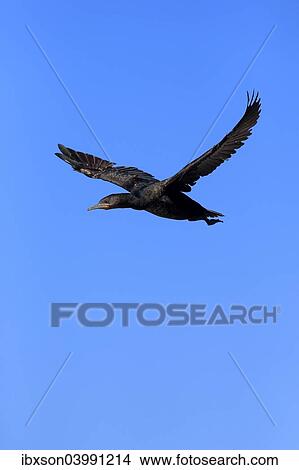 "Cape Cormorant or Cape Shag (Phalacrocorax capensis), adult flying, Betty's Bay, Western Cape, South Africa, Africa" View Large Photo Image Picture - "Cape Cormorant or Cape Shag (Phalacrocorax capensis), adult flying, Betty's Bay, Western Cape, South Africa, Africa". Fotosearch