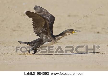 "Cape cormorant or Cape shag (phalacrocorax capensis) at Robberg Nature Reserve, South Africa, Africa" View Large Photo Image Stock Image - "Cape cormorant or Cape shag (phalacrocorax capensis) at Robberg Nature Reserve, South Africa, Africa". Fotosearch