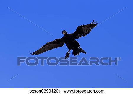 "Cape Cormorant or Cape Shag (Phalacrocorax capensis), adult flying, landing, Betty's Bay, Western Cape, South Africa, Africa" View Large Photo Image Stock Image - "Cape Cormorant or Cape Shag (Phalacrocorax capensis), adult flying, landing, Betty's Bay, Western Cape, South Africa, Africa". Fotosearch