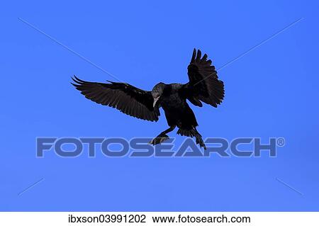 "Cape Cormorant or Cape Shag (Phalacrocorax capensis), adult flying, landing, Betty's Bay, Western Cape, South Africa, Africa" View Large Photo Image Stock Image - "Cape Cormorant or Cape Shag (Phalacrocorax capensis), adult flying, landing, Betty's Bay, Western Cape, South Africa, Africa". Fotosearch