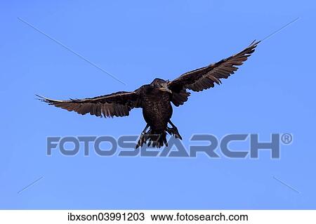 "Cape Cormorant or Cape Shag (Phalacrocorax capensis), adult flying, landing, Betty's Bay, Western Cape, South Africa, Africa" View Large Photo Image Stock Image - "Cape Cormorant or Cape Shag (Phalacrocorax capensis), adult flying, landing, Betty's Bay, Western Cape, South Africa, Africa". Fotosearch