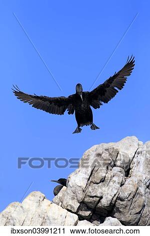 "Cape Cormorant or Cape Shag (Phalacrocorax capensis), adult flying, landing, colony, Betty's Bay, Western Cape, South Africa, Africa" View Large Photo Image Stock Image - "Cape Cormorant or Cape Shag (Phalacrocorax capensis), adult flying, landing, colony, Betty's Bay, Western Cape, South Africa, Africa". Fotosearch