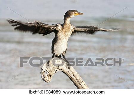"Cape cormorant or Cape shag (Phalacrocorax capensis) at Wilderness National Park, South Africa, Africa" View Large Photo Image Stock Photo - "Cape cormorant or Cape shag (Phalacrocorax capensis) at Wilderness National Park, South Africa, Africa". Fotosearch