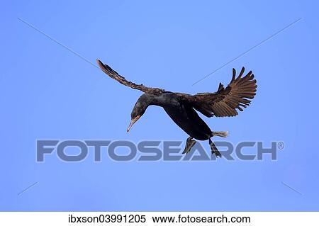 Stock Photography - "Cape Cormorant or Cape Shag (Phalacrocorax capensis), adult flying, landing, Betty's Bay, Western Cape, South Africa, Africa". Fotosearch
