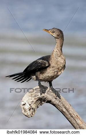 "Cape cormorant (Phalacrocorax capensis), Wilderness National Park, South Africa, Africa" View Large Photo Image Picture - "Cape cormorant (Phalacrocorax capensis), Wilderness National Park, South Africa, Africa". Fotosearch