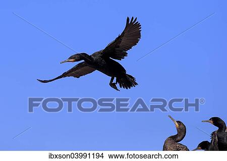 "Cape Cormorant (Phalacrocorax capensis), adult flying, landing, colony, Betty's Bay, Western Cape, South Africa, Africa" View Large Photo Image Picture - "Cape Cormorant (Phalacrocorax capensis), adult flying, landing, colony, Betty's Bay, Western Cape, South Africa, Africa". Fotosearch