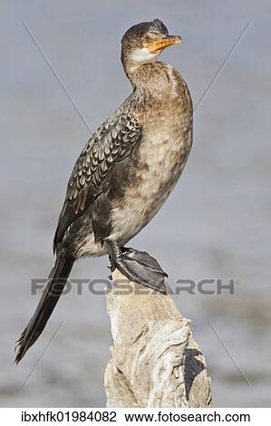 Stock Image - "Cape cormorant (Phalacrocorax capensis), Wilderness National Park, South Africa, Africa". Fotosearch