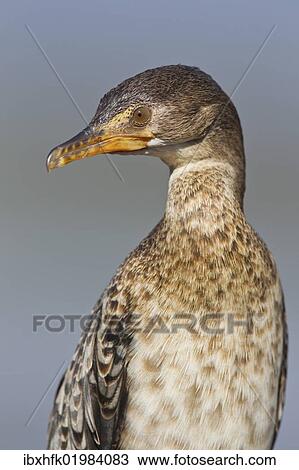 "Cape cormorant (Phalacrocorax capensis), portrait, Wilderness National Park, South Africa, Africa" View Large Photo Image Stock Image - "Cape cormorant (Phalacrocorax capensis), portrait, Wilderness National Park, South Africa, Africa". Fotosearch