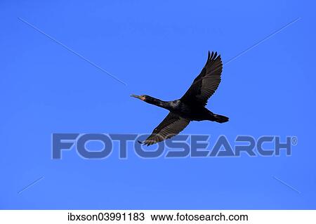 "Cape Cormorant (Phalacrocorax capensis), in flight, Betty's Bay, Western Cape, South Africa, Africa" View Large Photo Image Stock Image - "Cape Cormorant (Phalacrocorax capensis), in flight, Betty's Bay, Western Cape, South Africa, Africa". Fotosearch