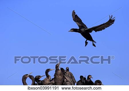 "Cape Cormorant (Phalacrocorax capensis), adult flying, landing, colony, Betty's Bay, Western Cape, South Africa, Africa" View Large Photo Image Stock Image - "Cape Cormorant (Phalacrocorax capensis), adult flying, landing, colony, Betty's Bay, Western Cape, South Africa, Africa". Fotosearch