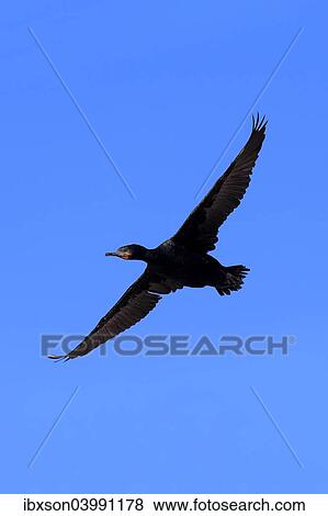 "Cape Cormorant (Phalacrocorax capensis), in flight, Betty's Bay, Western Cape, South Africa, Africa" View Large Photo Image Stock Photo - "Cape Cormorant (Phalacrocorax capensis), in flight, Betty's Bay, Western Cape, South Africa, Africa". Fotosearch