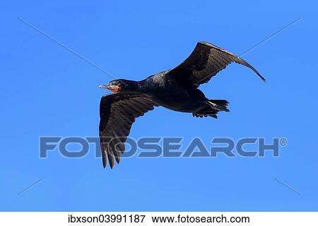 "Cape Cormorant (Phalacrocorax capensis), in flight, Betty's Bay, Western Cape, South Africa, Africa" View Large Photo Image Stock Photo - "Cape Cormorant (Phalacrocorax capensis), in flight, Betty's Bay, Western Cape, South Africa, Africa". Fotosearch
