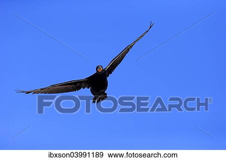"Cape Cormorant (Phalacrocorax capensis), in flight, Betty's Bay, Western Cape, South Africa, Africa" View Large Photo Image Stock Photo - "Cape Cormorant (Phalacrocorax capensis), in flight, Betty's Bay, Western Cape, South Africa, Africa". Fotosearch