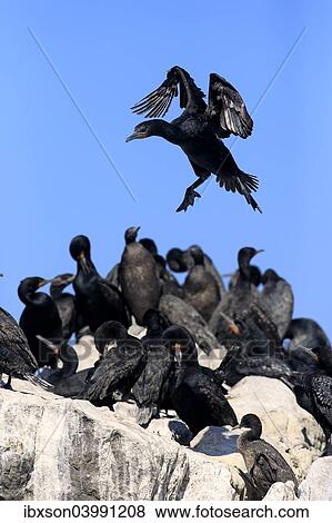 Stock Photo - "Cape Cormorant (Phalacrocorax capensis), adult flying, landing, colony, Betty's Bay, Western Cape, South Africa, Africa". Fotosearch