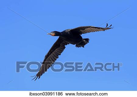 "Cape Cormorant (Phalacrocorax capensis), in flight, Betty's Bay, Western Cape, South Africa, Africa" View Large Photo Image Stock Photograph - "Cape Cormorant (Phalacrocorax capensis), in flight, Betty's Bay, Western Cape, South Africa, Africa". Fotosearch